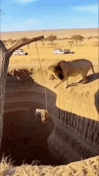 典型的有勇无谋～