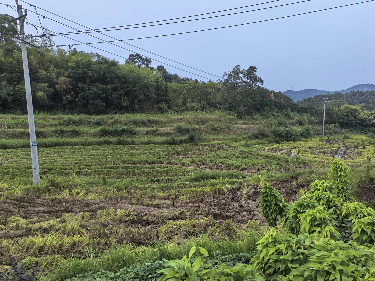 目前国内亟待解决的问题：
一，农村土地大量荒芜是极不正常的，一方面大量进口粮食，