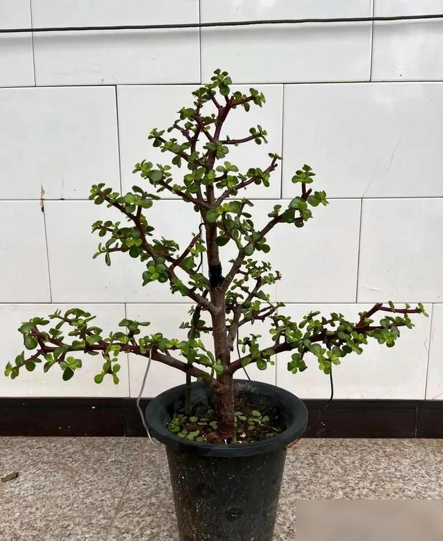 我家金枝玉叶之前丑得我都想扔阳台！

原来徒长枝和底部新枝必须狠剪啊！之前任由它