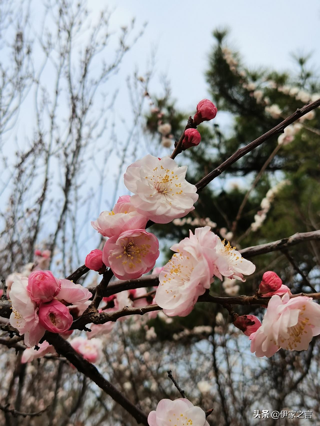 名不虚传十梅庵。
青岛李沧区有个十梅庵公园，以梅花著名，今天前往一游，果然名不虚