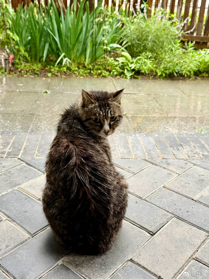 留影集（一百二十一）。昨日整天下雨，白脚还是淋得湿漉漉地来了。吃完之后，稍事犹豫