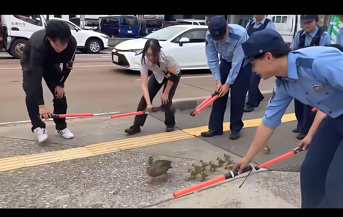 日本的两面人性图1 一群警察细心护送一群鸭子过马路，赢得满堂喝彩图2 一帮渔政并