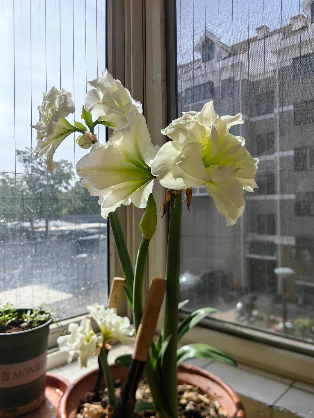 早晨醒来发现我的朱顶红东倒西歪的，头重脚轻，就是这个结果，打地基的时间长一点，把