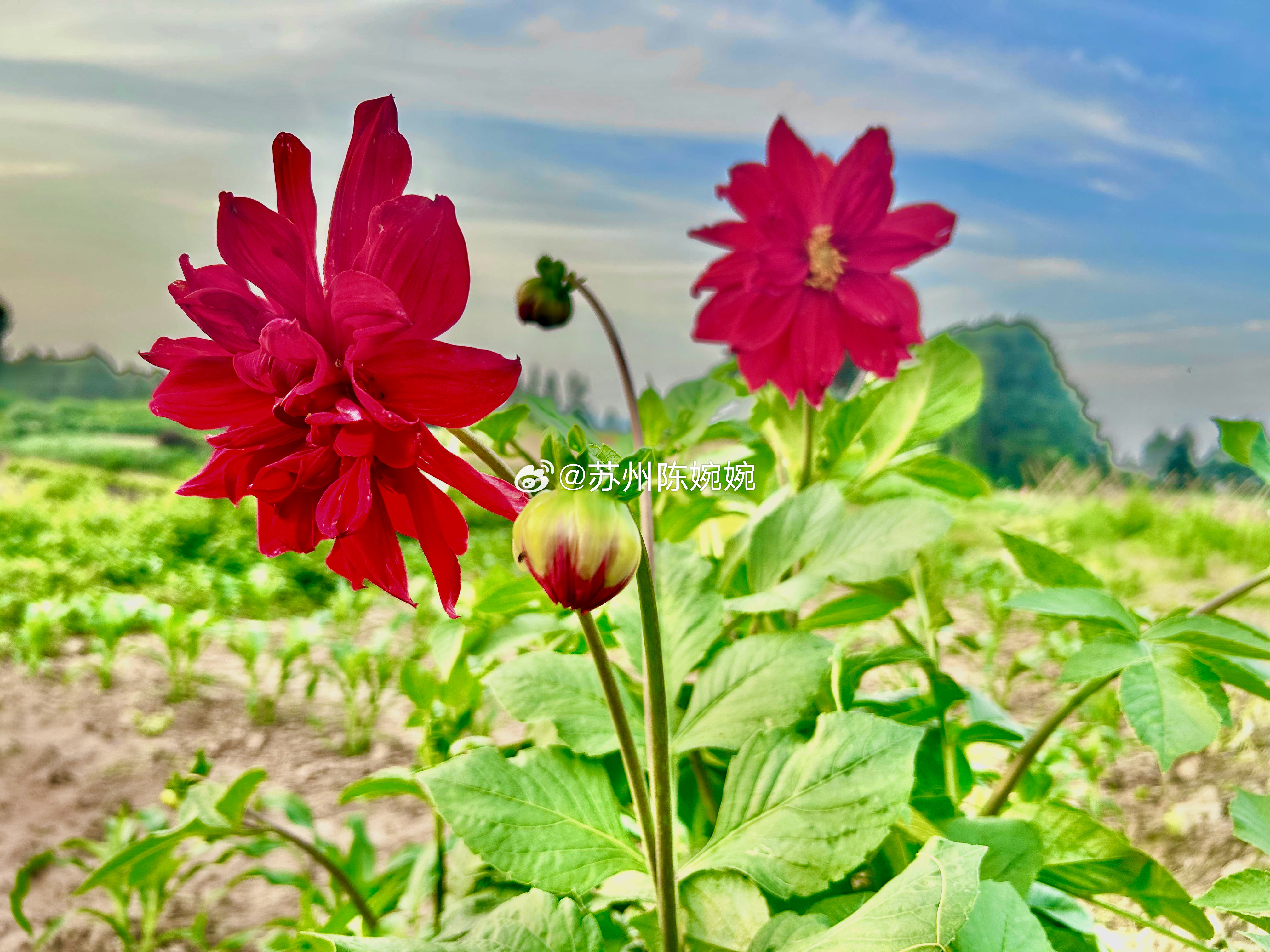 明天大盘预测来了，涨，还是跌，跑，还是不跑？     明天是周四，会不会出现黑周