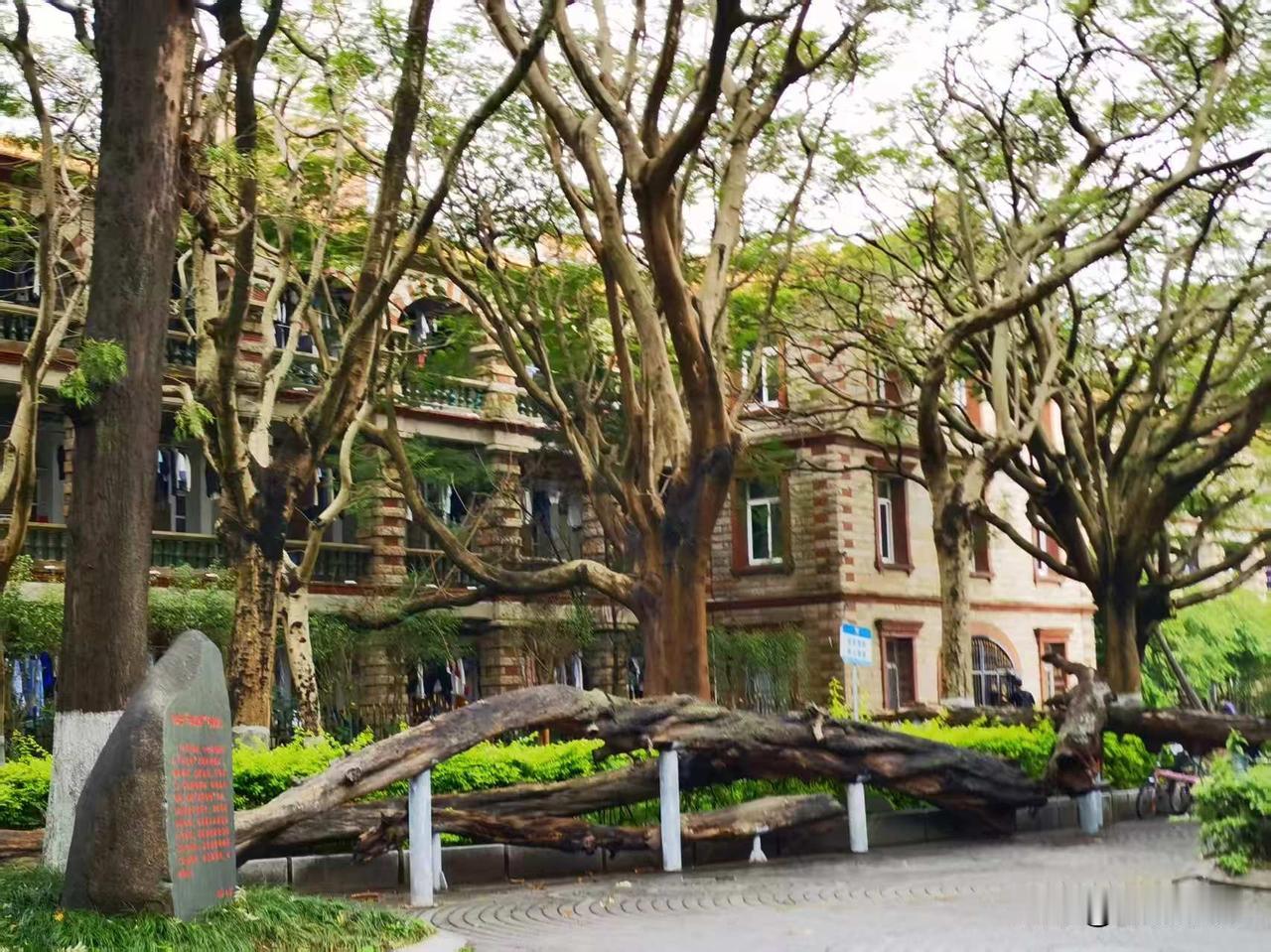 每个来厦门的游客必打卡地
我是来打酱油的[呲牙]