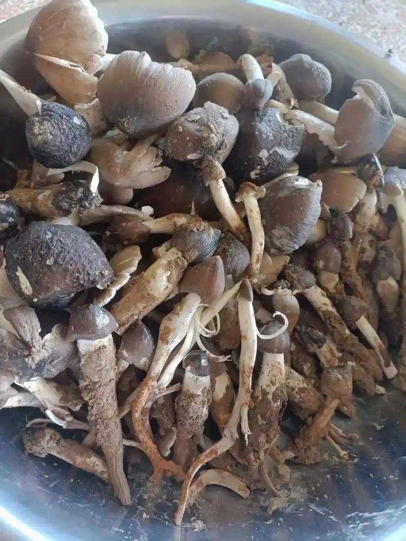 云南人吃菌子到底有多风光。
 
几年前去云南游玩，想吃菌子，怕中毒，找了一家离医