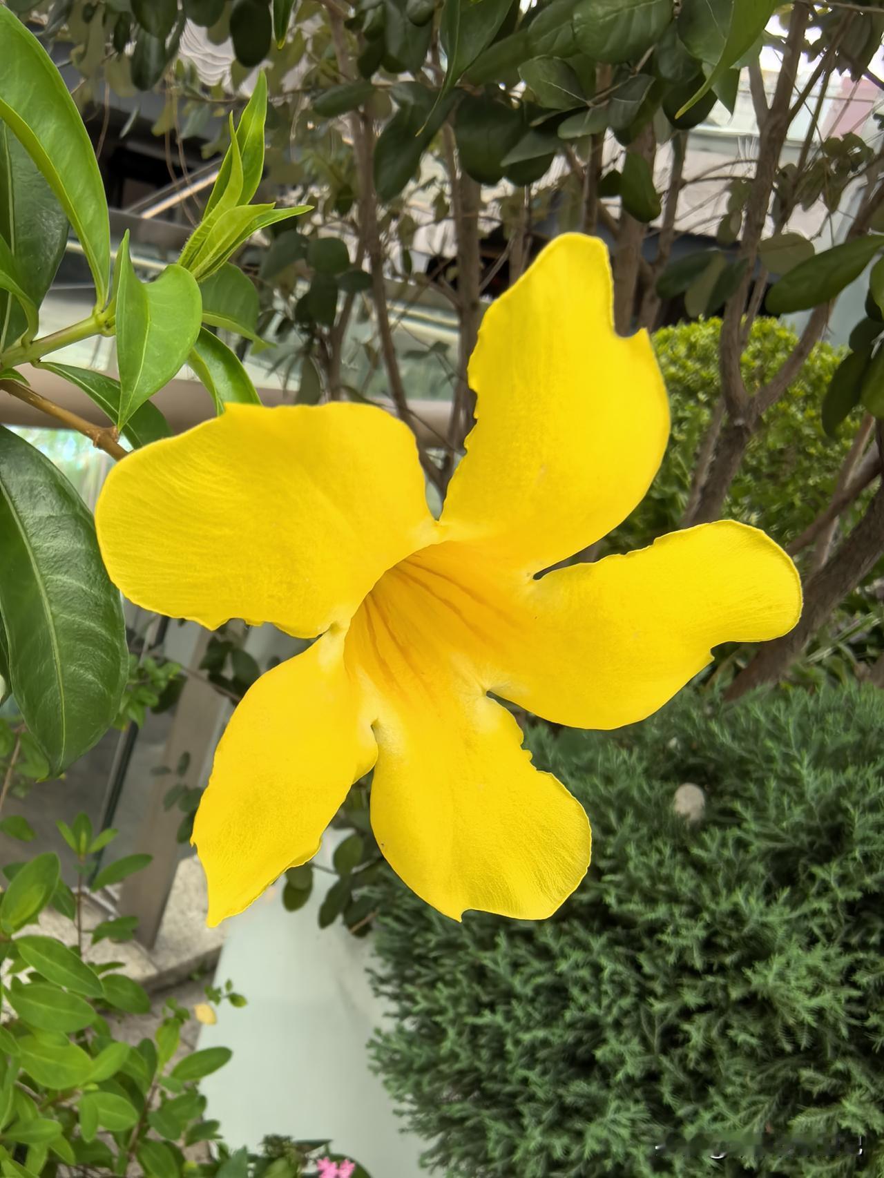 黄蝉花色艳丽
满枝繁花盛开
夏日光彩夺目
父爱暖心入怀

祝大家赏花开心，父爱如