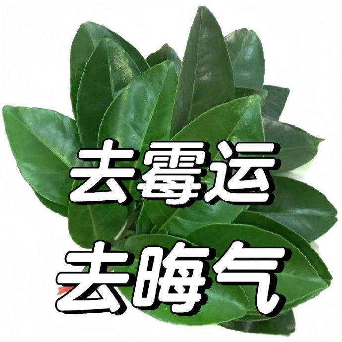 柚子叶 去霉运 去晦气🍃 