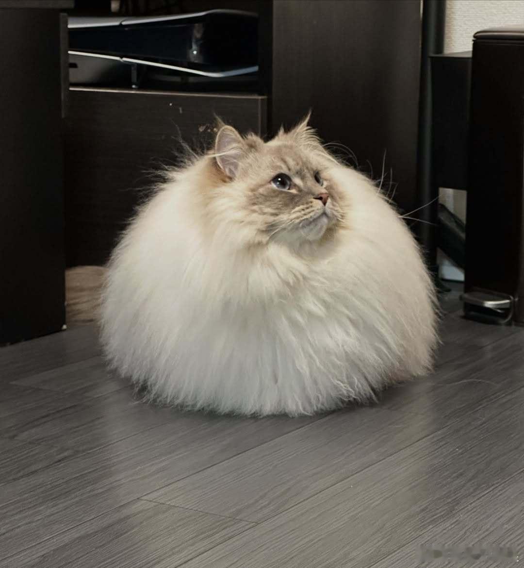 发毛西森猫..cr：eleven11neko 