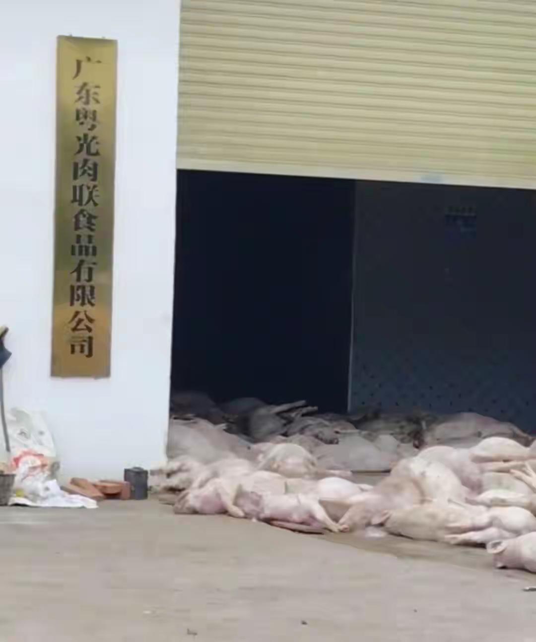 广东一家肉联厂门口堆满死猪！官方：已控制7名涉事人员！
死猪这个东西绝对不可能出