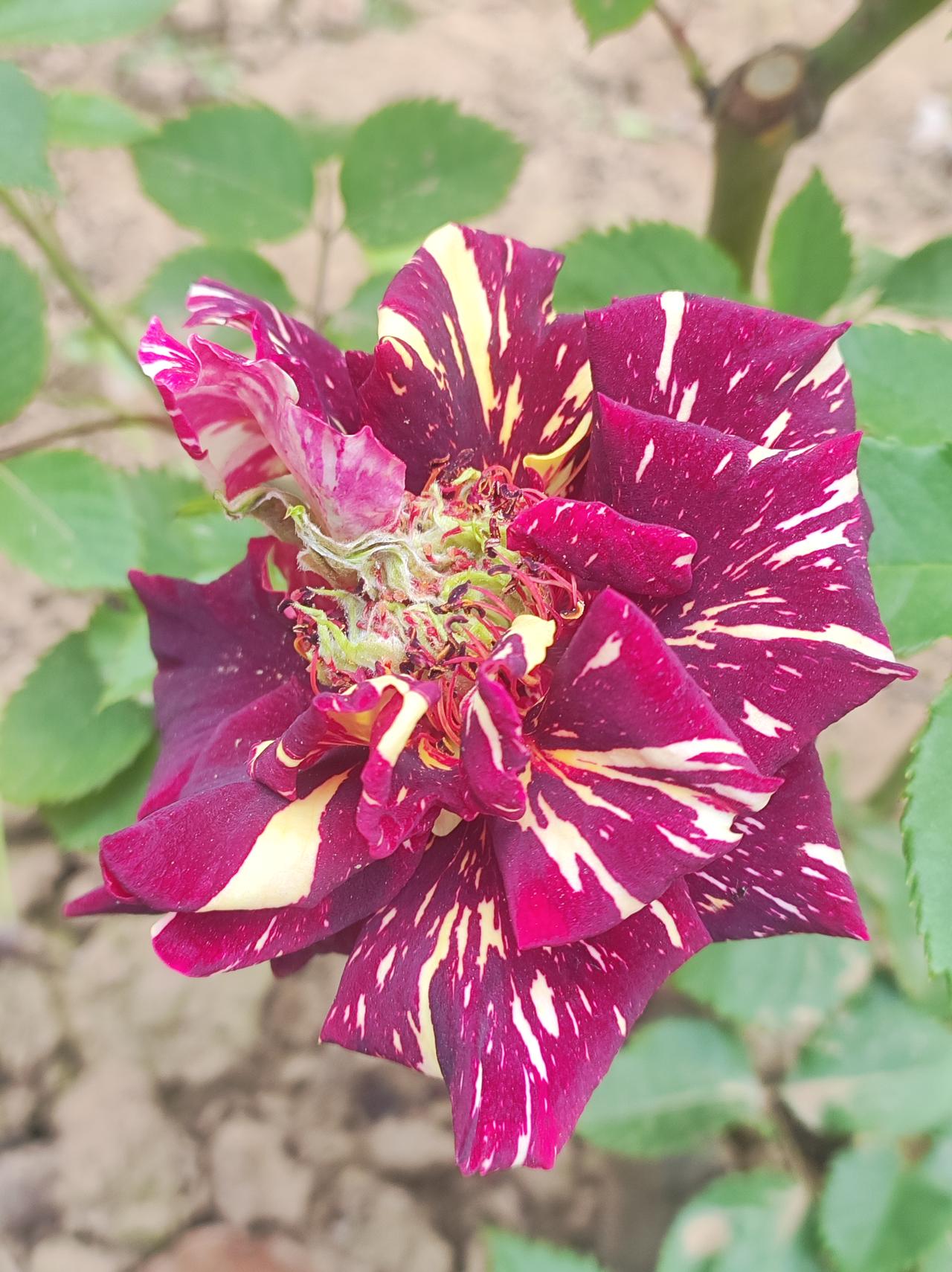 又见到那个特别的月季花

广场的月季园里，有一棵特别的月季花，是花色的，还有香味