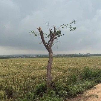 西安白鹿原上一棵火遍全网的“孤独树”出事了。本来这棵树在广袤的麦田里独自生长，配
