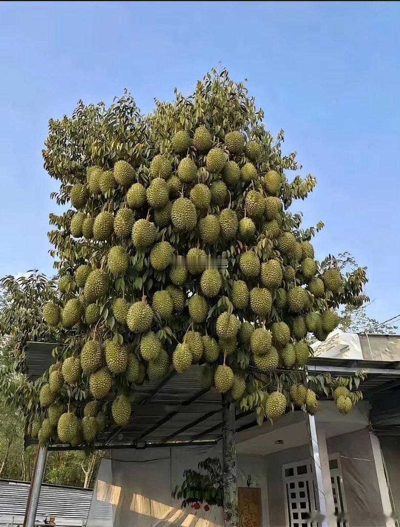 要是买这棵树得多少钱呀？ 