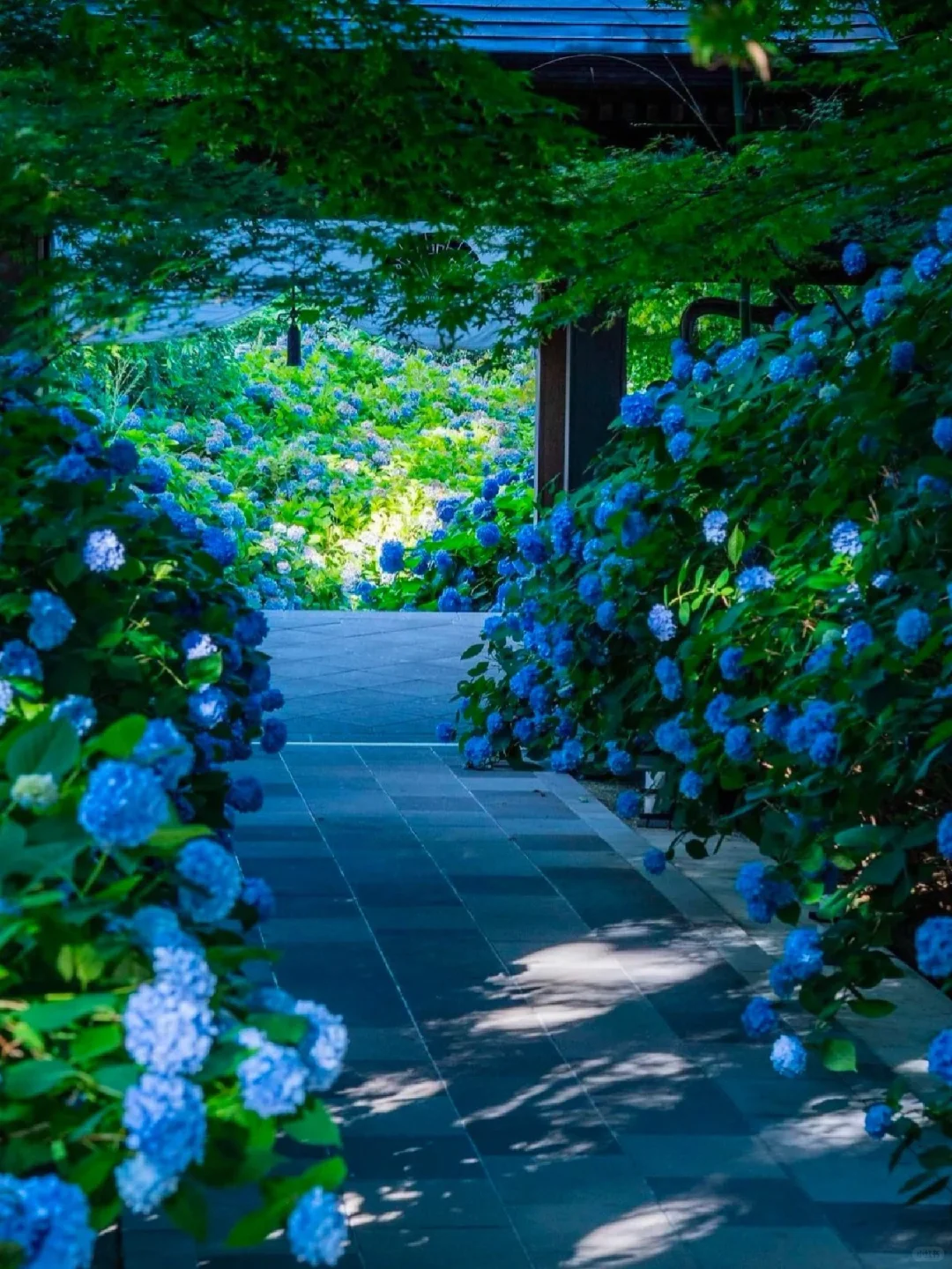 日本紫阳花季要来了💙超美绣球花海胜地！