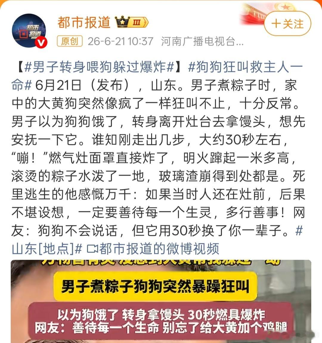 有灵性的宠物，主人要好好养育，灵性宠物也能左右主人的运势 