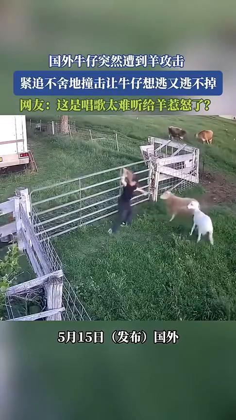 国外牛仔突然遭到羊攻击，紧追不舍地撞击让牛仔想逃又逃不掉。网友：这是唱歌太难听给