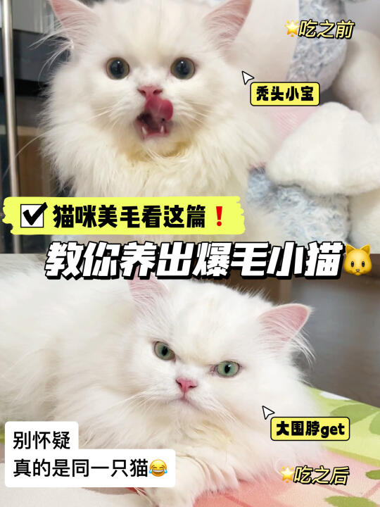 28天逆袭绸缎喵！手把手教你养出发光🐱🐾