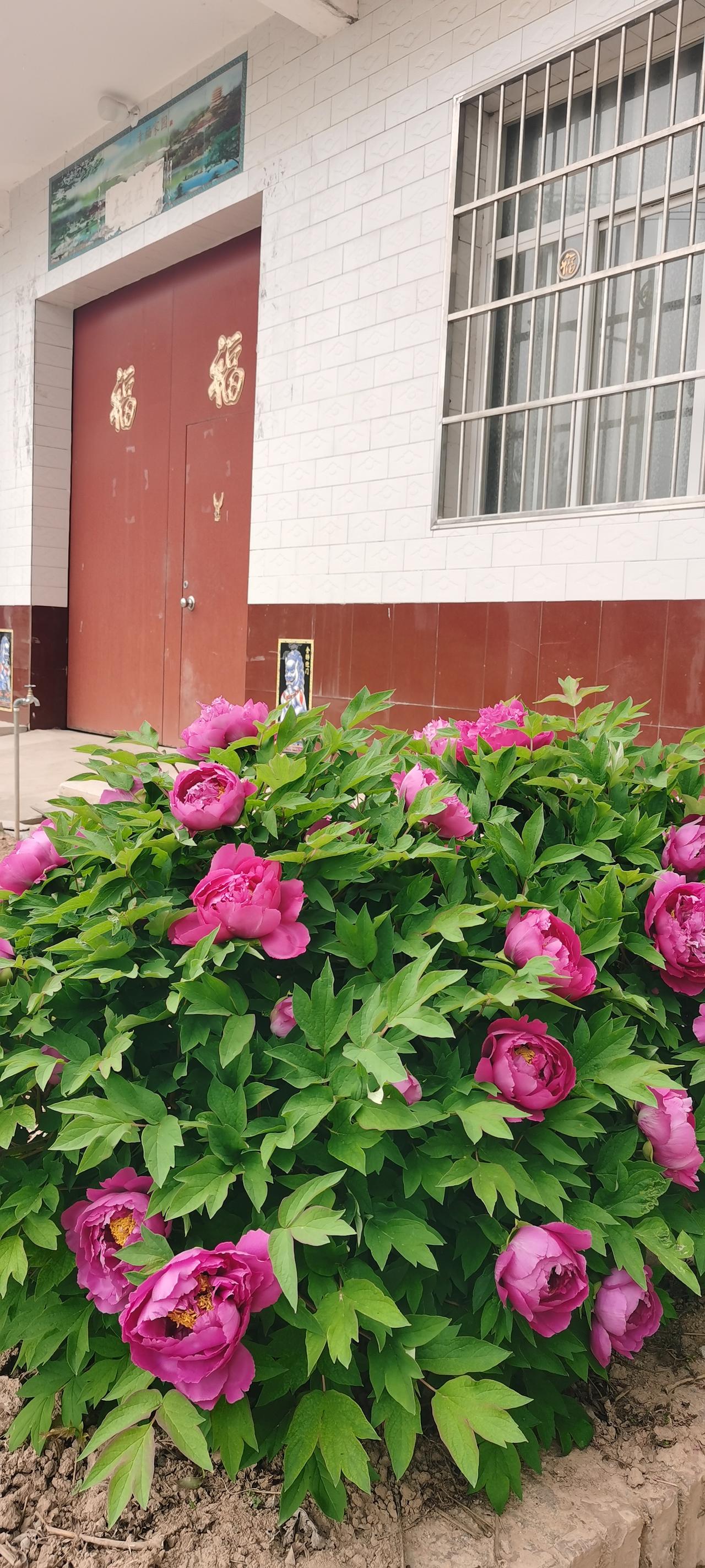 发一张你相册最近拍的花在农村，村民习惯在自家门口种些蔬菜，顺带再种一些花儿。扎根