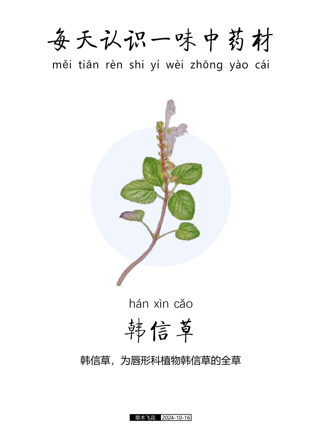 每天认识一味中草药-韩信草🍀