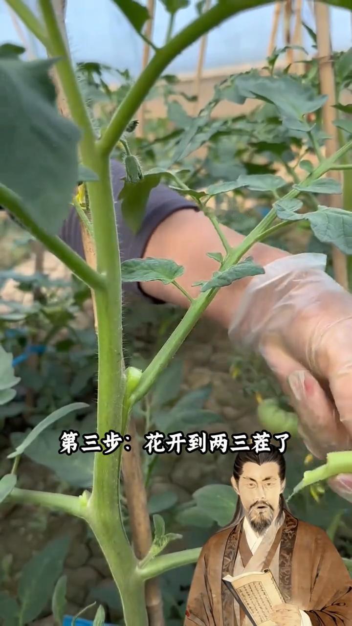 西红柿管理千万别手软。
科普老祖。
记住了，西红柿想往死里结就别跟它玩什么温柔那