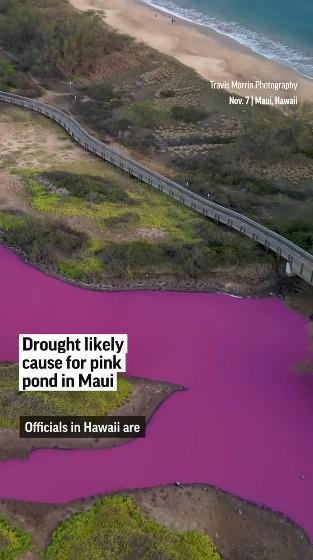 夏威夷毛伊岛（Maui）一处国家野生动物保护区的池塘，日前竟呈现犹如泡泡糖的粉紫