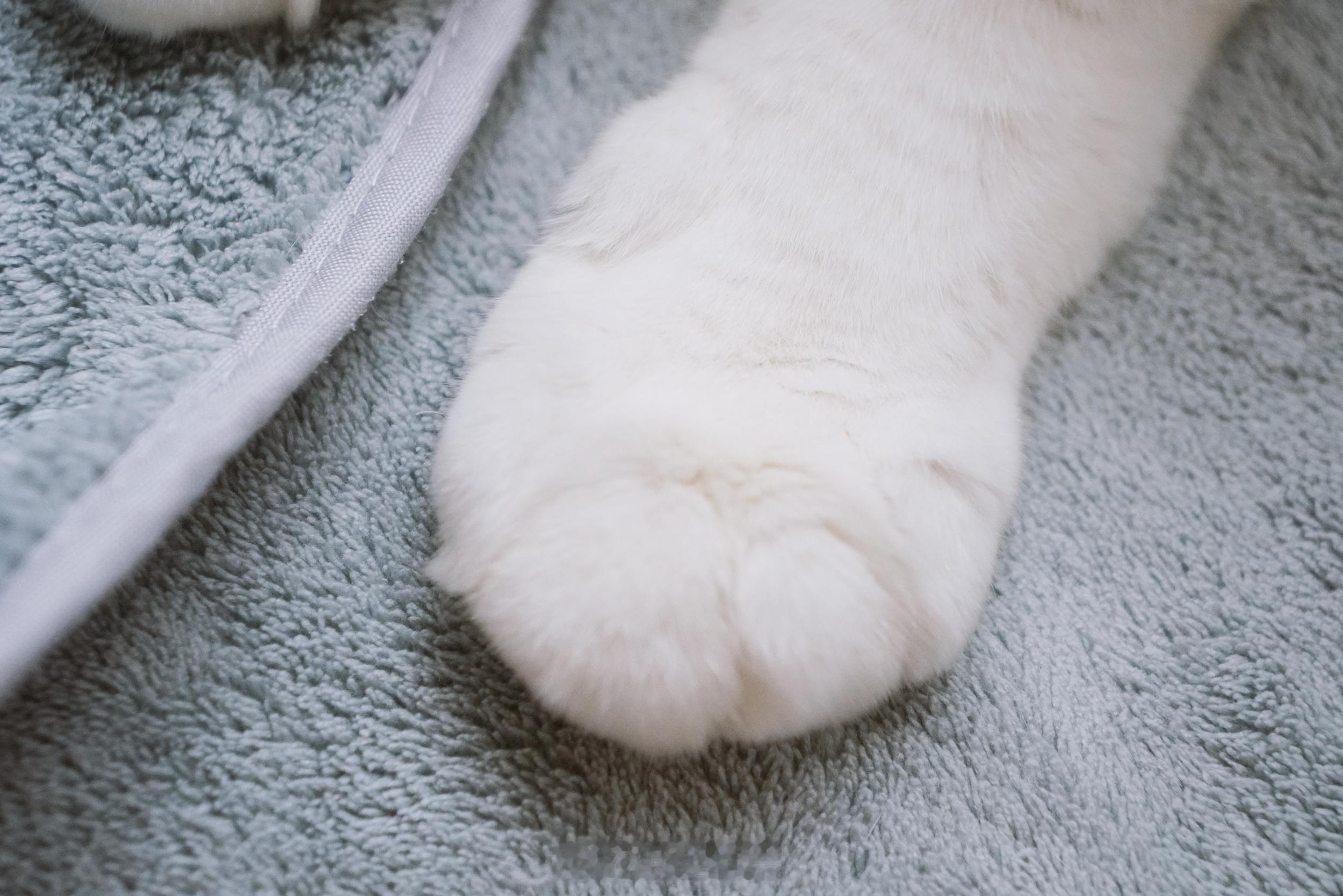 已想好下午茶吃長毛的麻糬[舔屏]～ ​​​