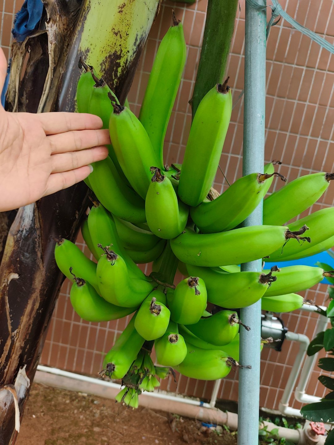 这串香蕉漂亮，非常饱满🍌 广州·宝玉直小学