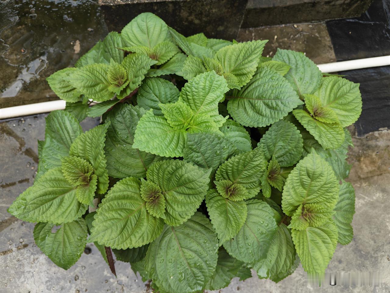 都说紫苏就像是植物界的“百搭小天才”，既能当药用植物，又是厨房里的调味食材，还自