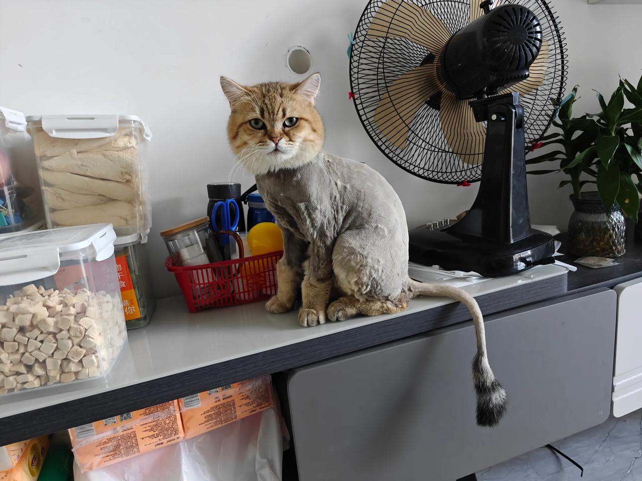 天气太热了，给我家的肥猫剃了毛。
看这眼神，多少还是带点埋怨的，肯定是怨我给他剃