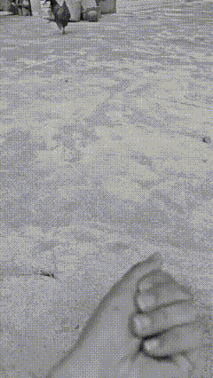 阳光洒在庭院，大公鸡获赠主人给予的虫子。它低头凝视手中的馈赠，而后满怀深情地将虫