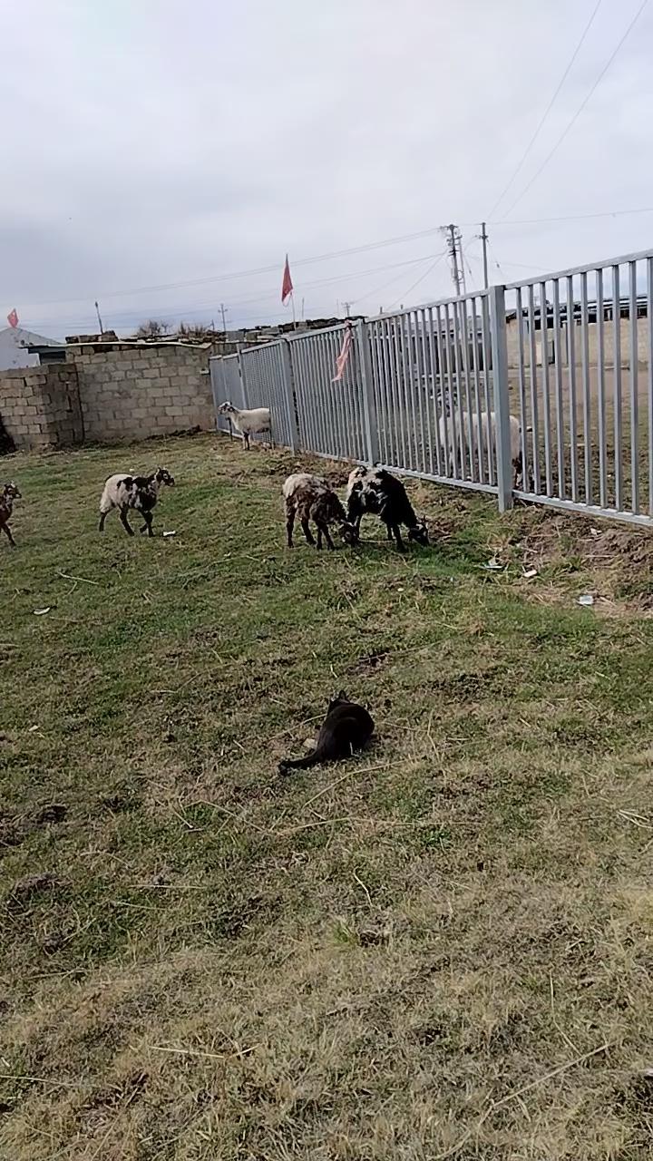 流浪猫狗成群,这是好事还是坏事? 实在不好，压力太大啦。它们天天跑到我家来。我根