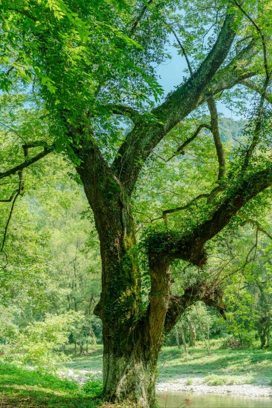 🍃｜绿潮漫过春野