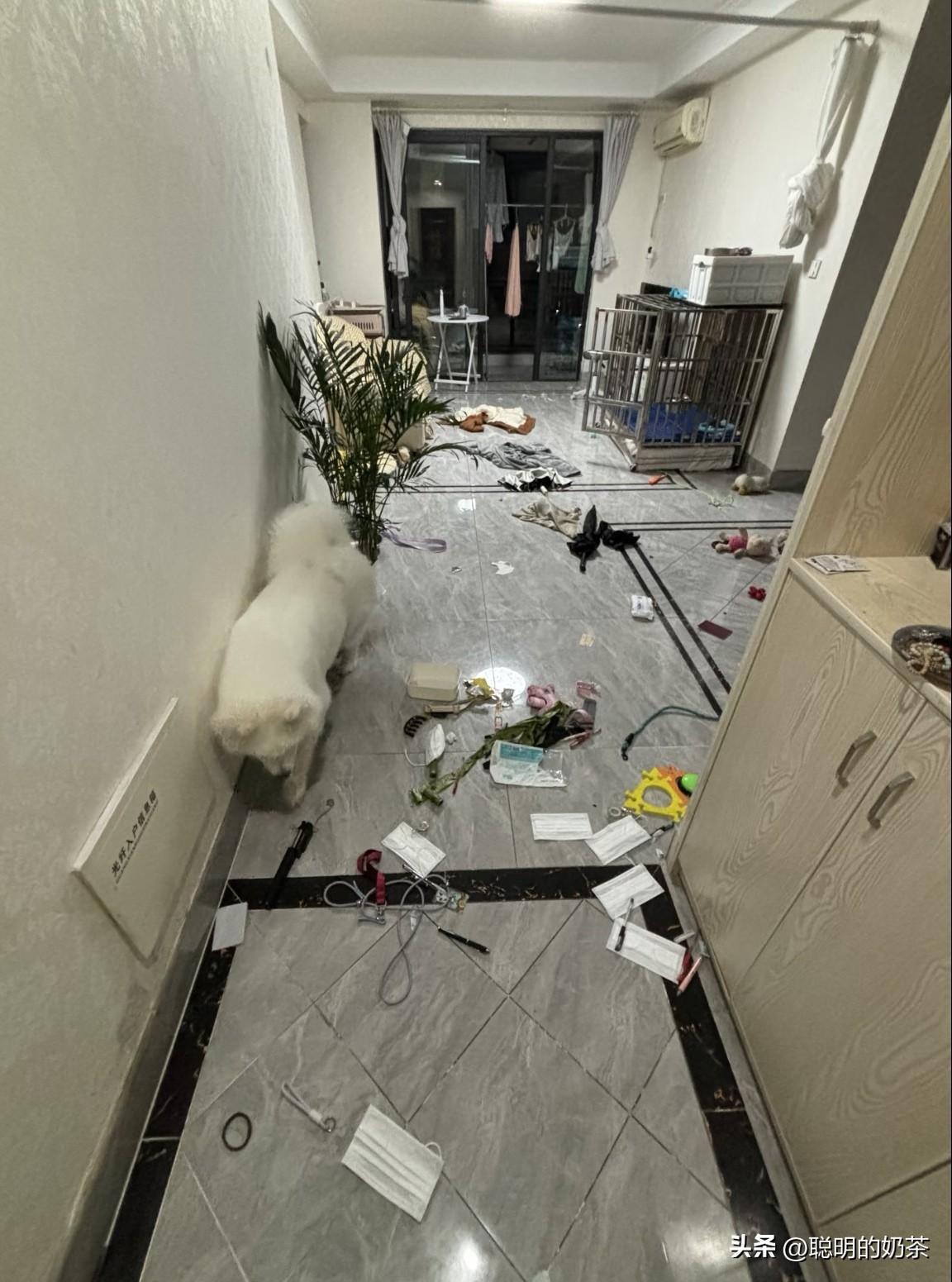 昨晚下班回家看到这一幕感觉天塌了一样，有没有同款？奉劝各位同仁家里千万不要养狗真