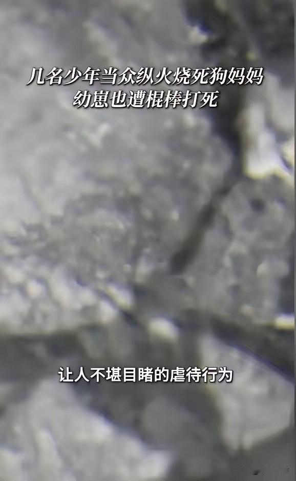 “天生坏种！”6月30日报道，广东揭阳，4名男孩盯上一只流浪狗，他们先用棍棒抽打