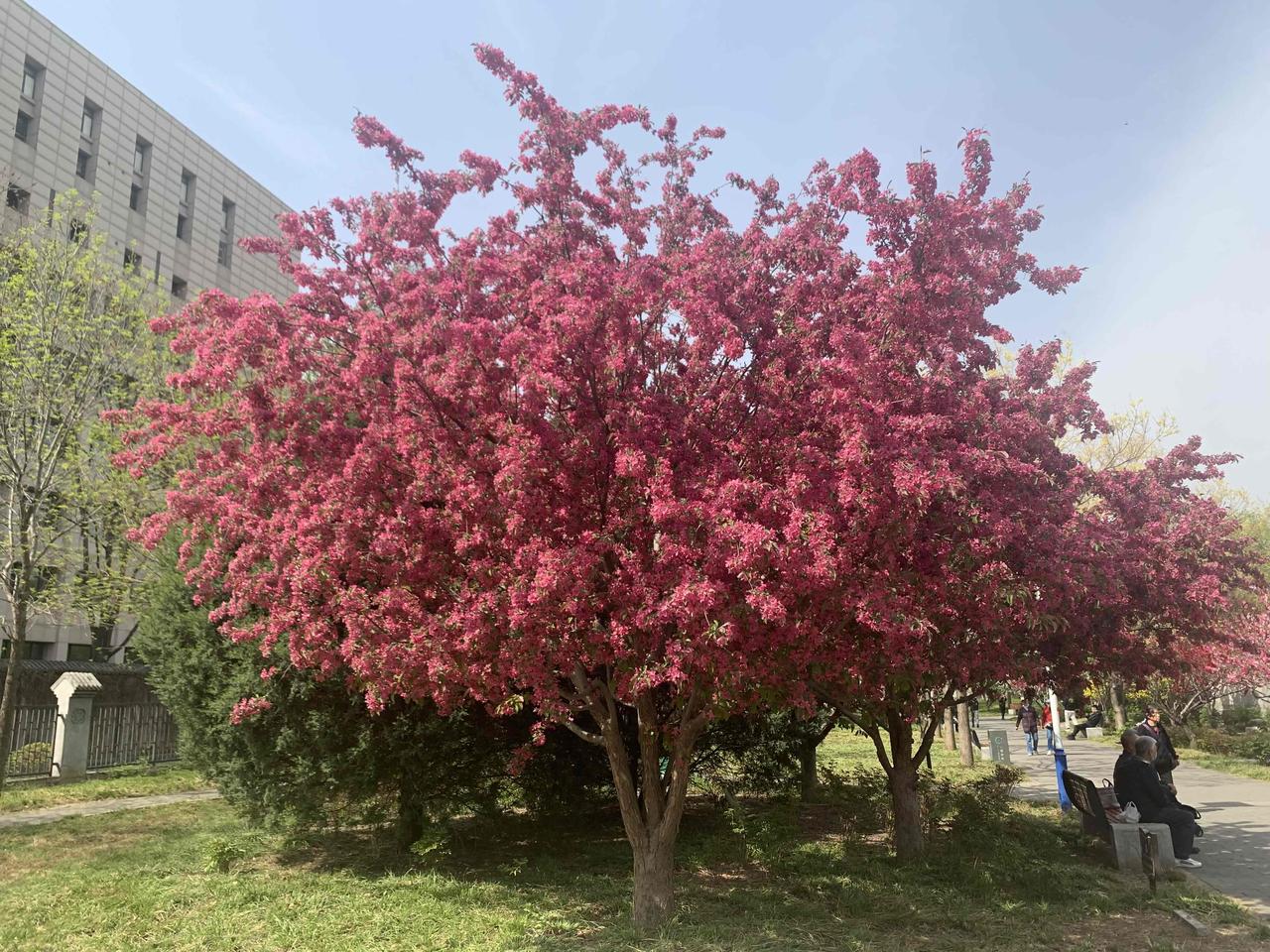 很久不买猪肉了。今天去超市买肉，一看价格觉得不可思议！怎么猪肉才八块钱一斤？现在