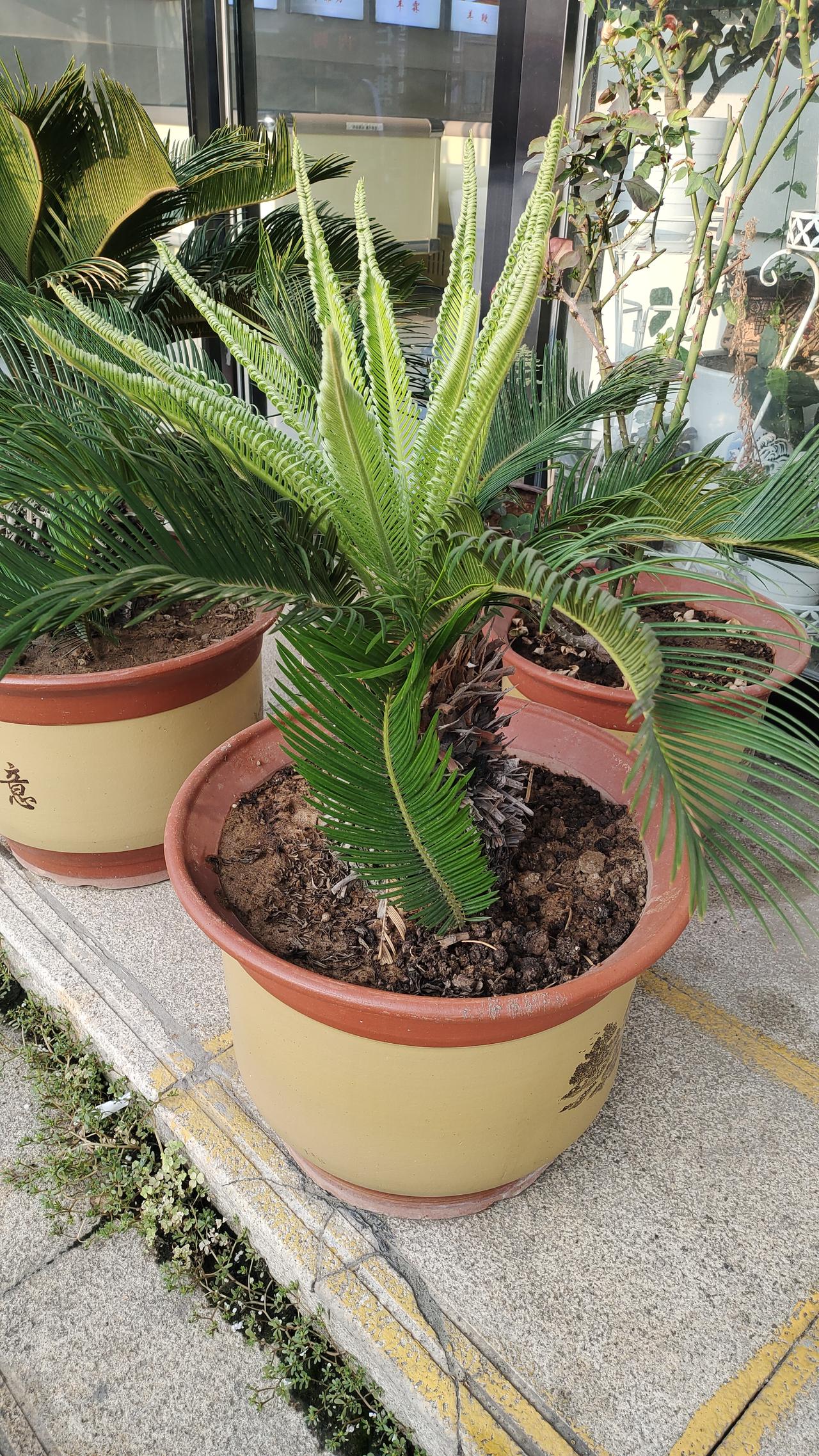 植物是不是也会争强好胜呢？
去年险些冻死的两棵铁树，今春剪去枯枝后又慢慢长出了嫩