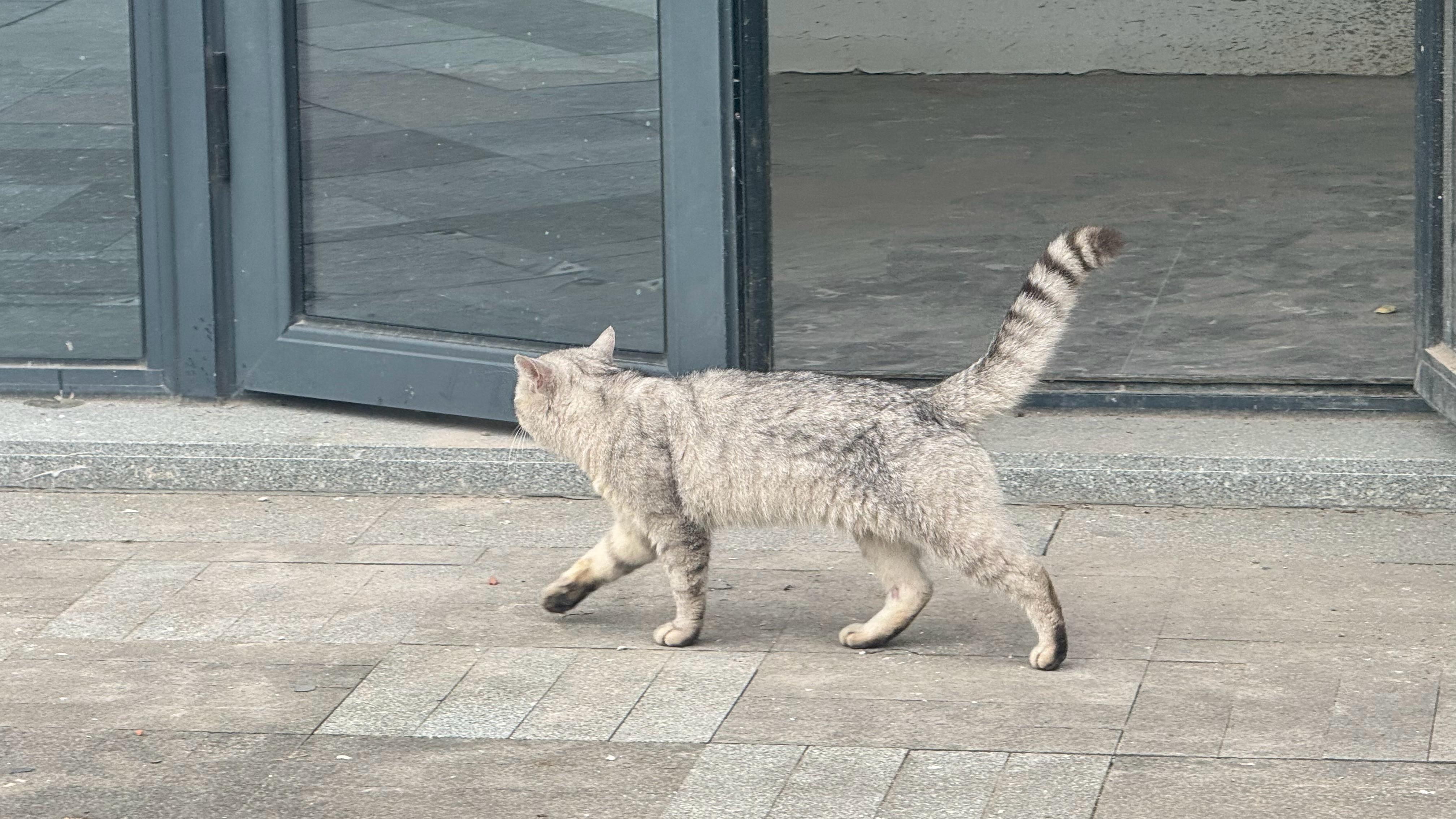 性格好温柔的咪咪🐈 