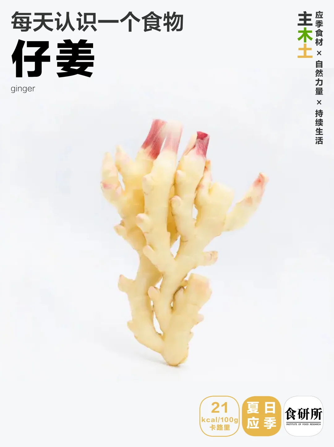 自贡的夏天 | 仔姜