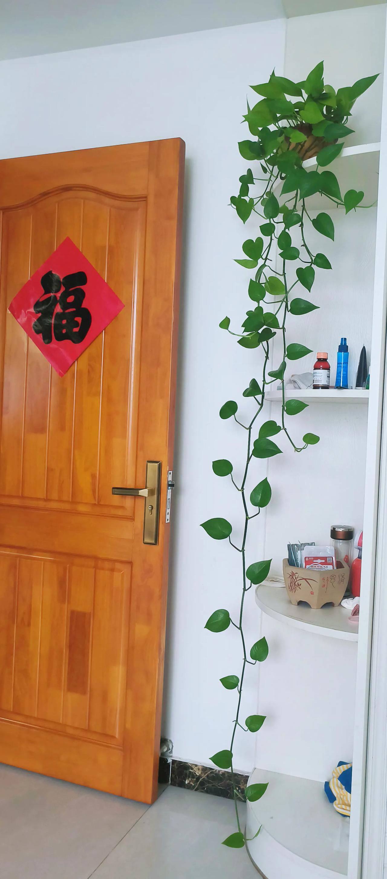 养花就是修心。一盆花，就是小生命，它在默默地看着你，你也在默默的看着它。这种相互