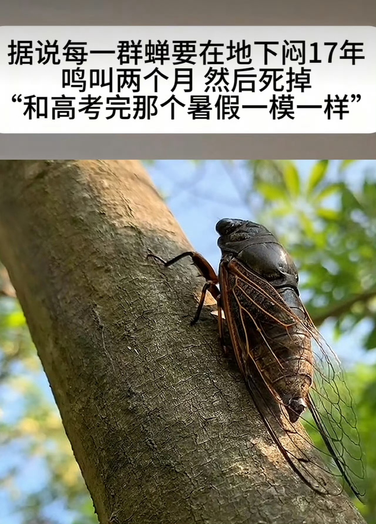 最好的大学在高中的憧憬中，最好的高中在大学的怀恋中。 