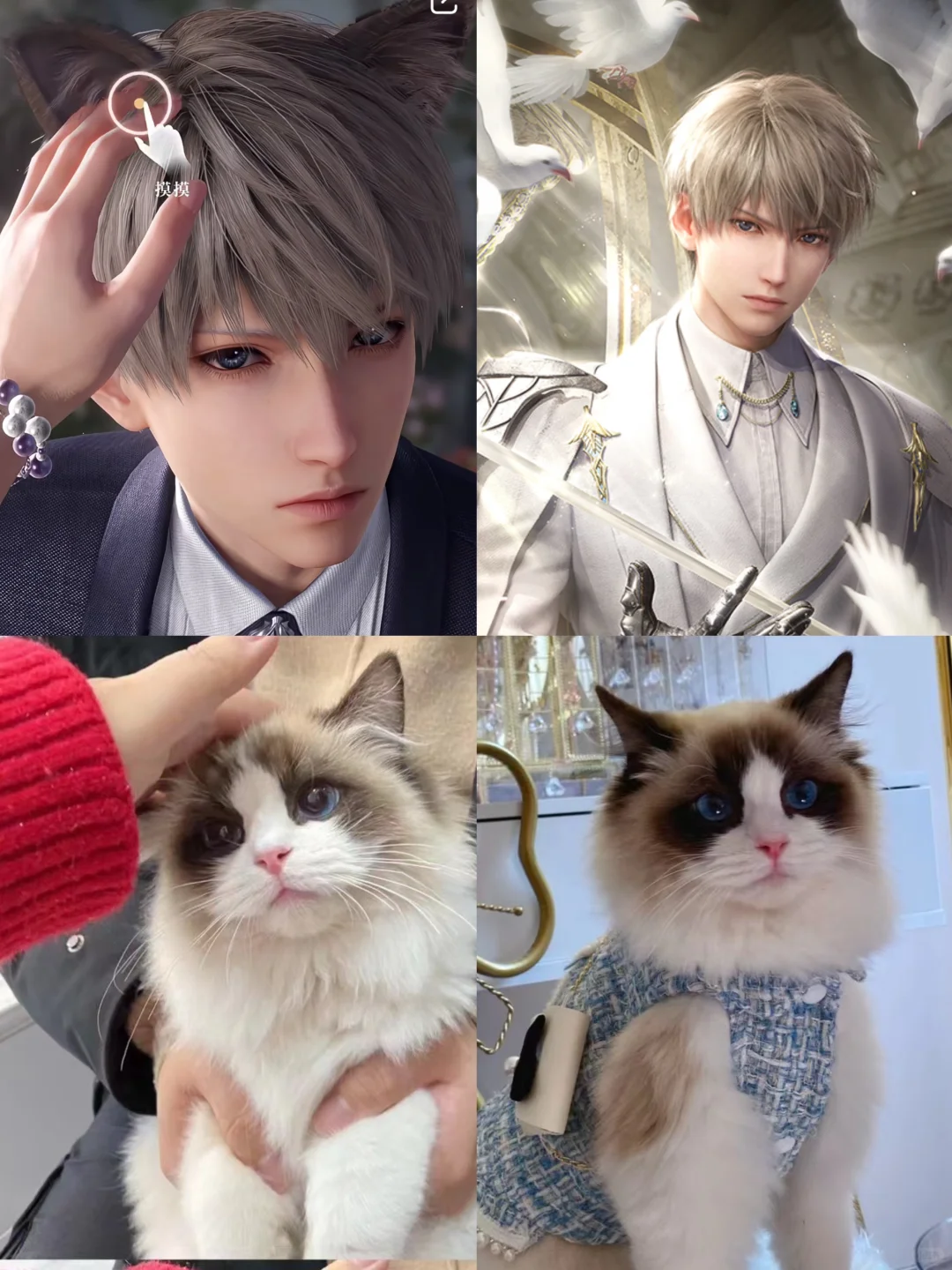 如果沈星回是布偶🥺那我的猫
