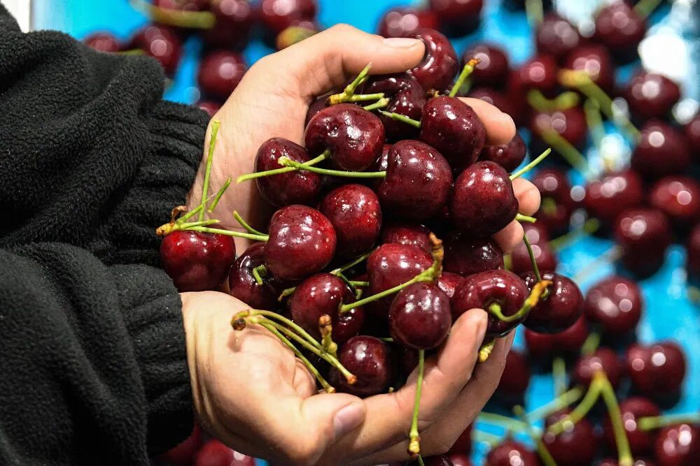 【#约7600吨车厘子蓝莓来了#】1月17日23时许，在漫天风雪之中，从智利驶来