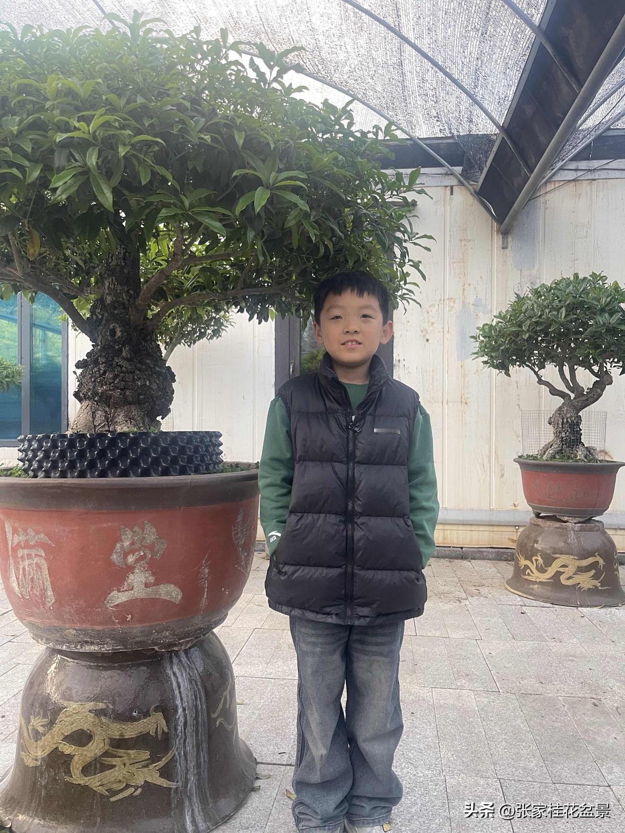 桂花树肥料上多了快死了怎么办一个办法是浇水，多浇水，让肥料快速的随着水分流出来，