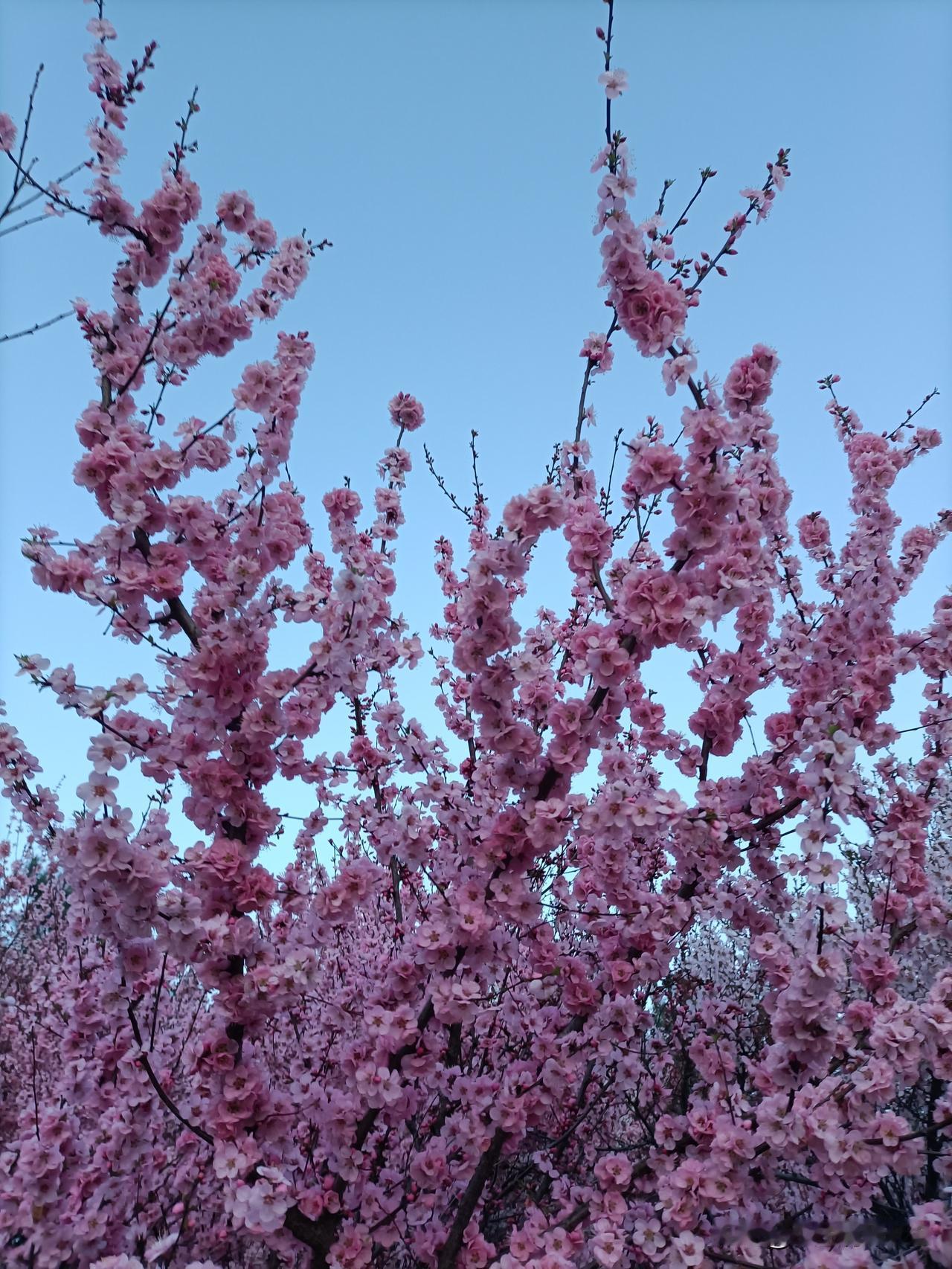 清晨阳光普照，好运温柔相伴。用心对待每一天，让时光多添一份欢喜。走出去欣赏身边风