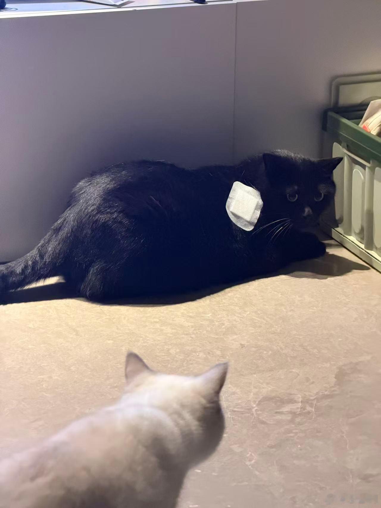 今天把我家两只猫滴了驱虫，怕它们舔到又找不到脖套了，于是彭总给小黑贴上了创可贴 