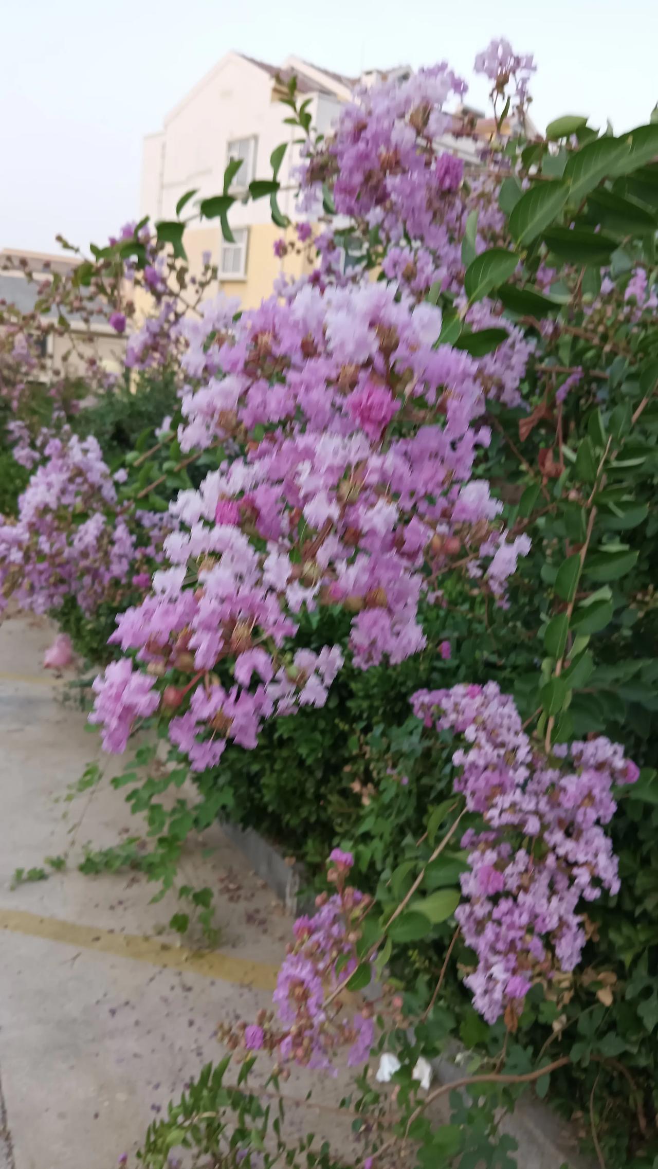 今晨鲜花满园！