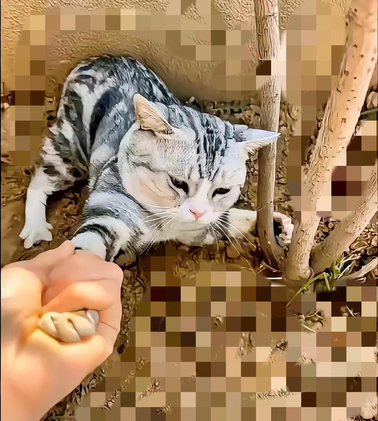 谁懂啊！
      路上捡着只灰白小奶猫，那叫一个黏人，我走哪儿它跟哪儿，拦都