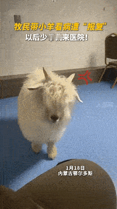 笑不活了，近日内蒙古，男子家里养的小羊生病了吃不进草料，于是男子便带小羊去兽医院