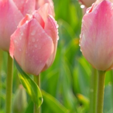 0000‎种植 🌱‎种植文案  ✨种球挑选选饱满、硬实、没有霉烂黑斑的种球。收