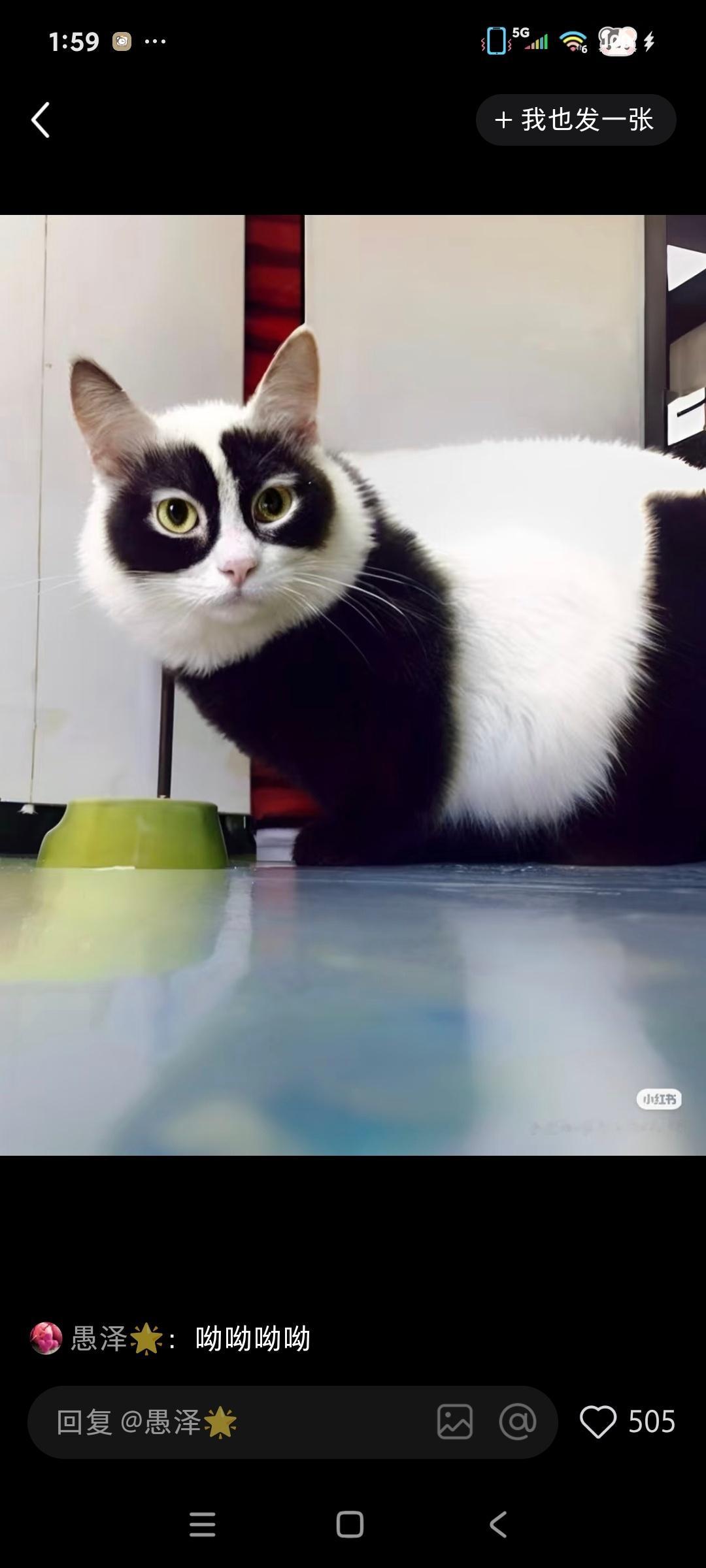 大型的丑猫大赛